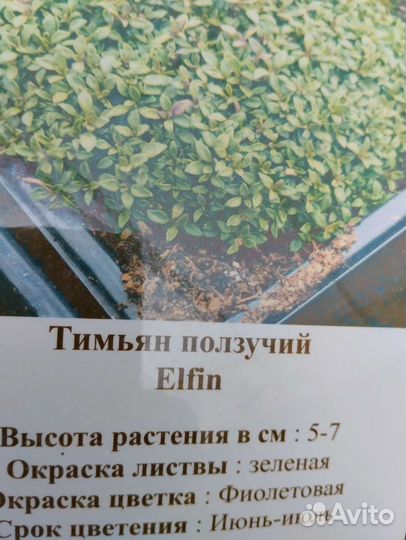 Тимьян ползучий