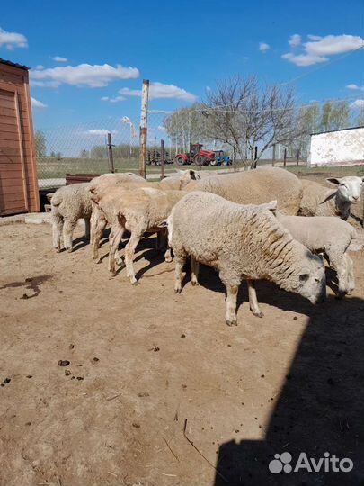 Овцы бараны ягнята тексель