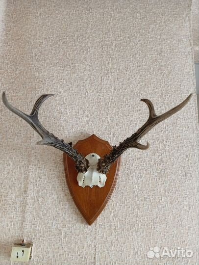 Рога косули