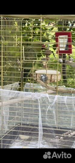 Ожереловый попугай