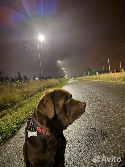 Вязка лабрадор мальчик