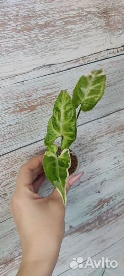 Дуранта, фикус,алоказии и др