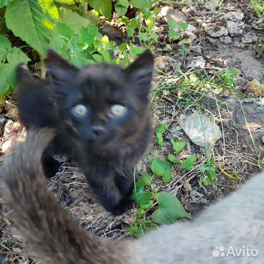 Отдам в добрые руки