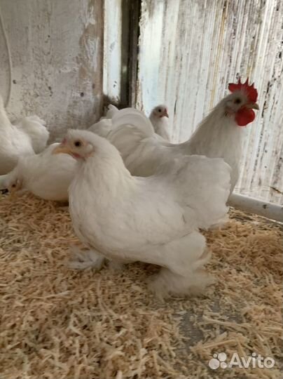 Цыплята -карликовый кохинхин 4.5мес(пара)