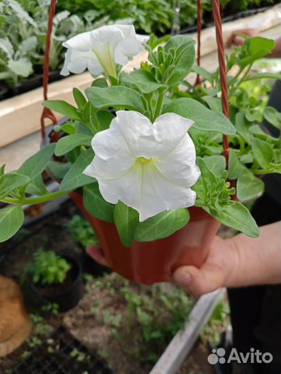 Рассада однолетников