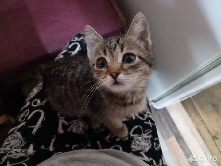 Котенок от шотландской кошки