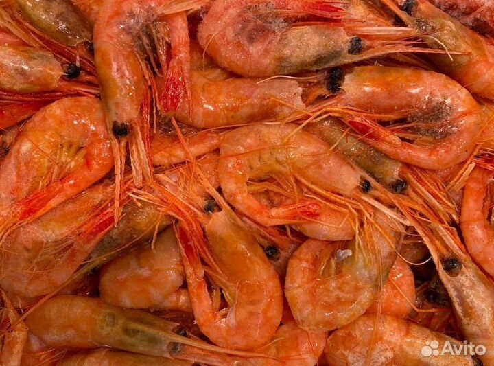 Креветка северная. Улов 2023. Без посредников