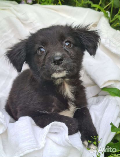 Привитые щенки в дар