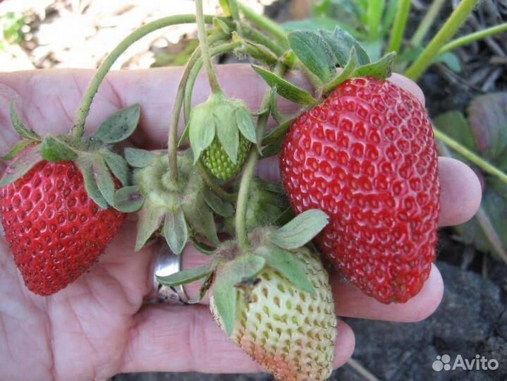 Ремонтантная клубника новых перспективных сортов