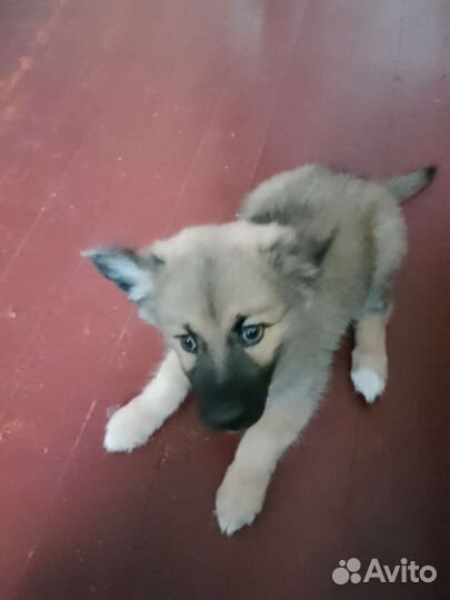 Метис Хаски