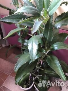 Хлорофитум,золотой ус, каланхое -женьшень Сибири