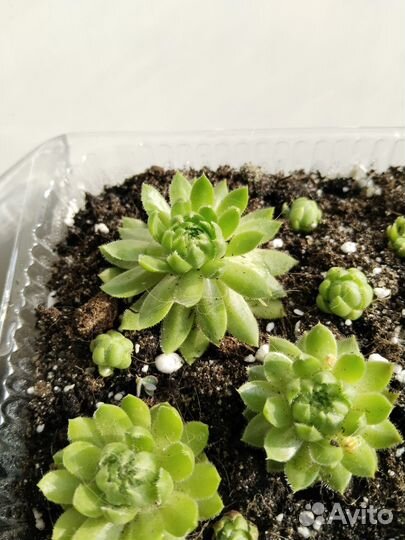 Молодило Красивый