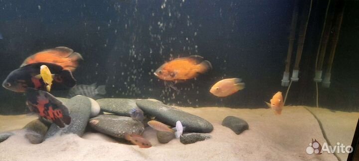 Аквариум