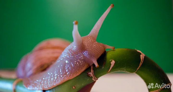 Улитки ахатины бесплатно