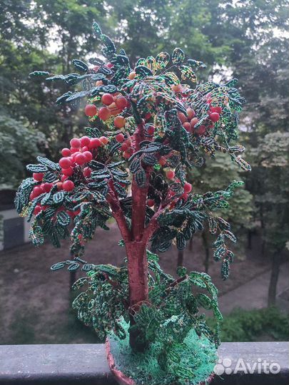 Можжевельник