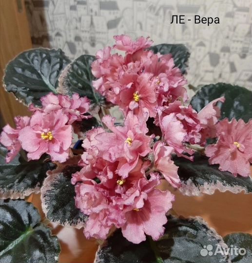 Сортовые фиалки