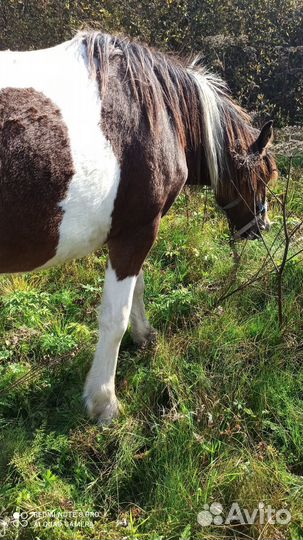 Лошади пони жеребята