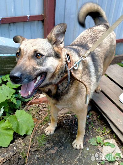 Очень хорошая собака