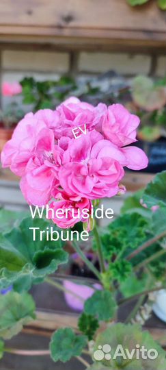 Сортовая пеларгония