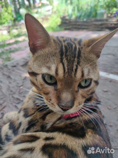 Бенгальский кот на вязку