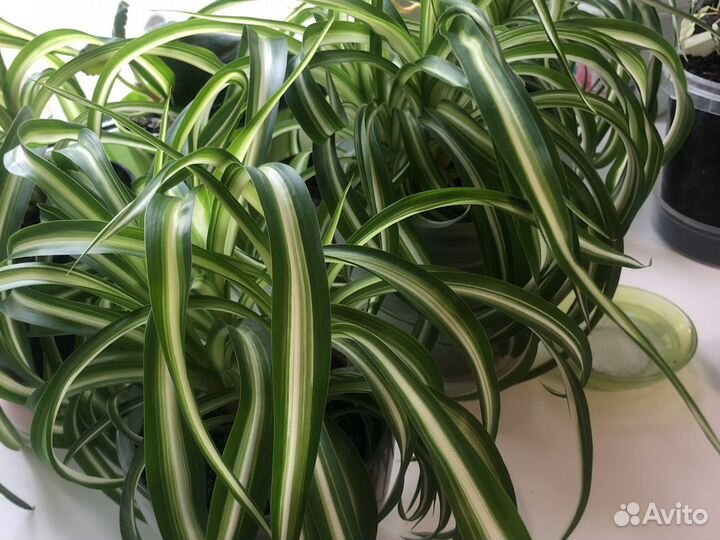 Хлорофитум