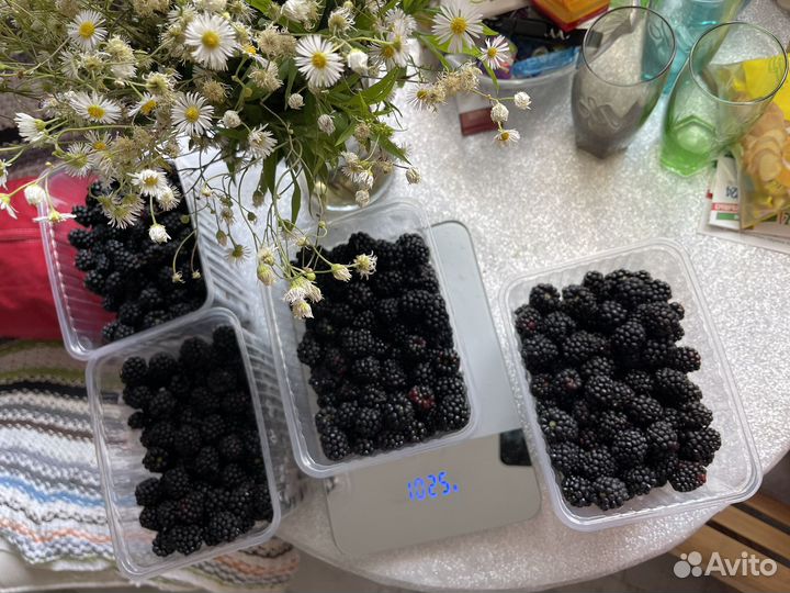 Ежевика свежая