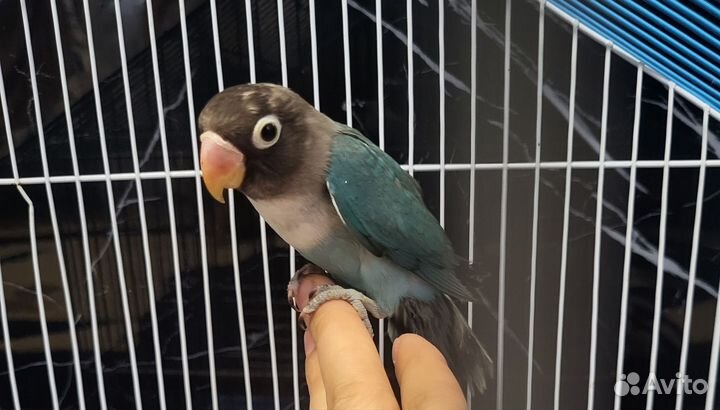 Неразлучник масковый с клеткой