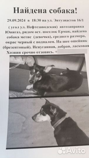 Отдам в добрые руки