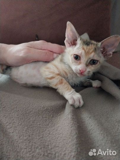 Котята 5р