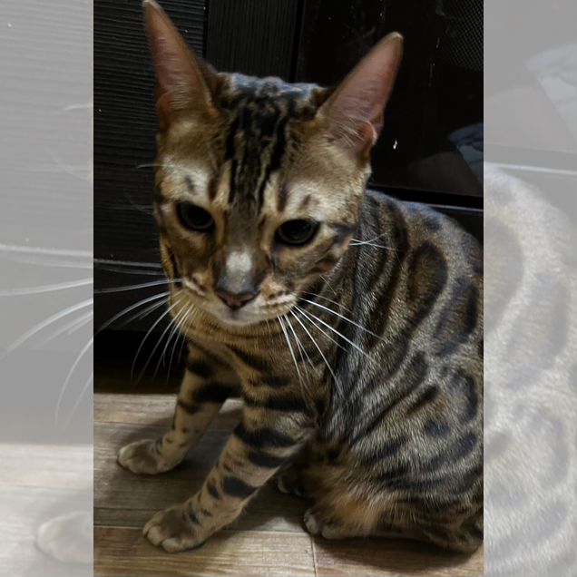 Бенгальский, взрослый кот