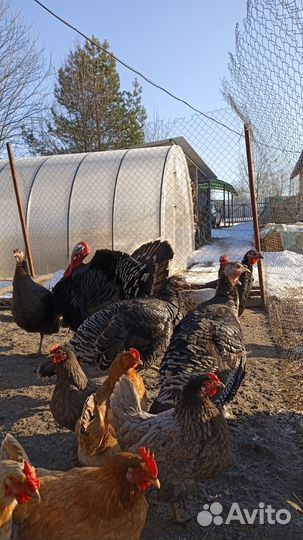 Индюшата суточные