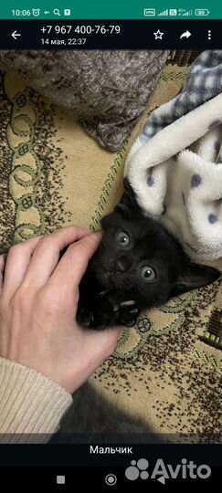 Шотландская