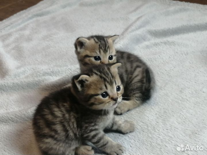 Шотландская