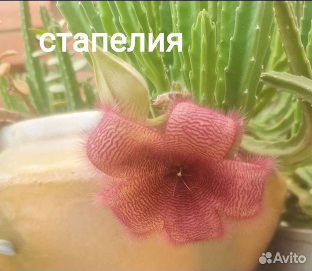 Комнатные растения