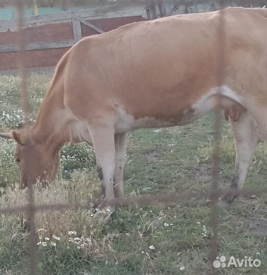 Корова дойная