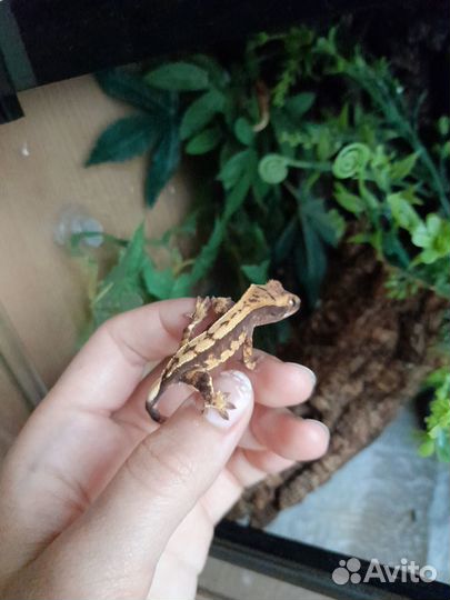 Реснитчатый бананоед