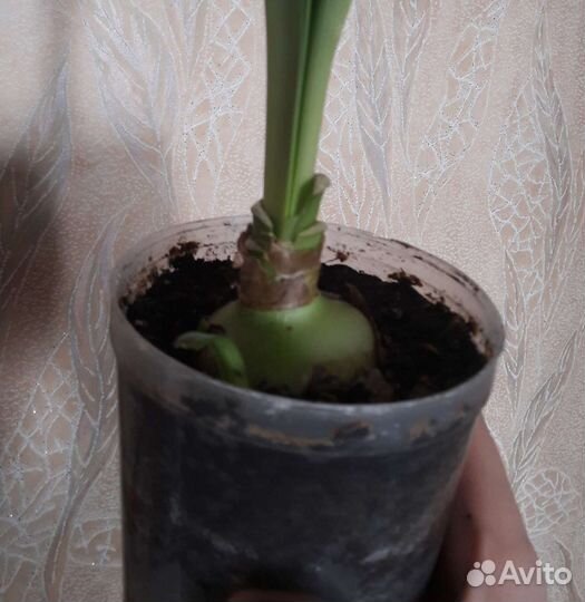 Гиперастум, Герань