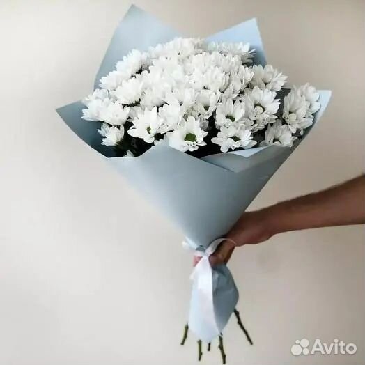 Куст. хризантема