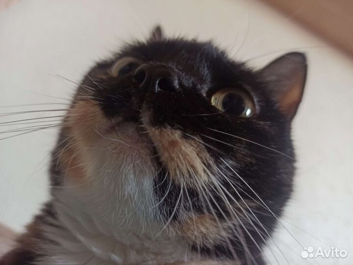 Отдам чудо в добрые руки