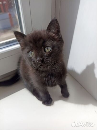 Черный котенок мальчик