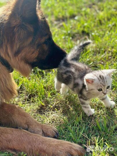 Британские котята