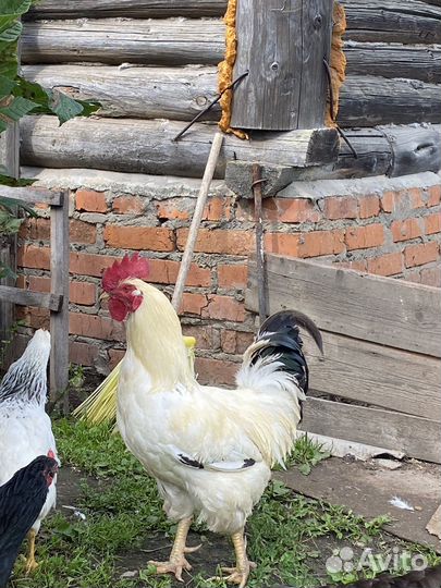 Петух