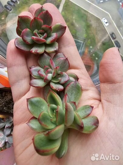Эхеверии из личной коллекции