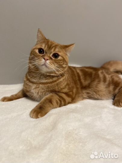 Вязка Котик красный мрамор шотландский страйт