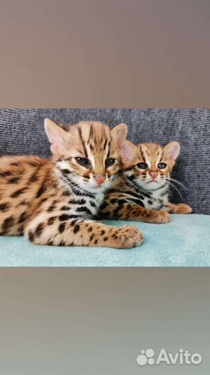 Алк f0.смотри сравнивай делай выводы. Алк f0