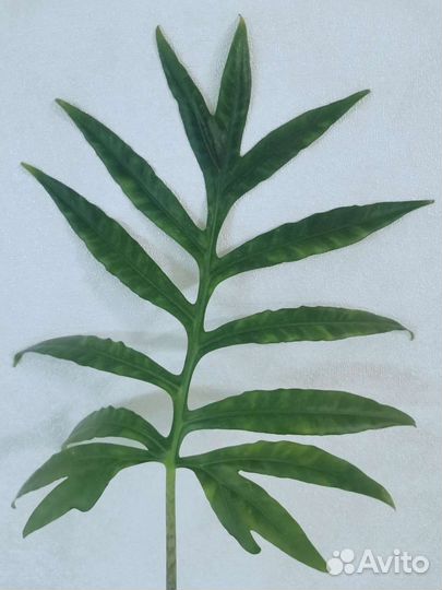 Алоказия Brancifolia