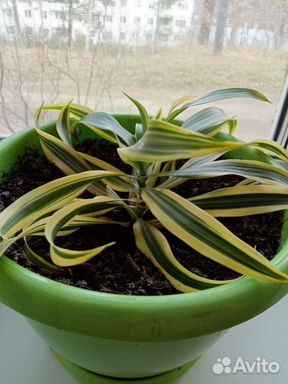 Пальма драцена