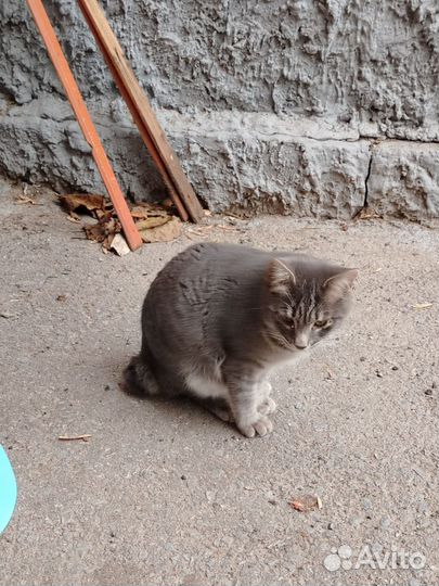 Котята подростки. 4м. Волгоград. ищем дом малышам