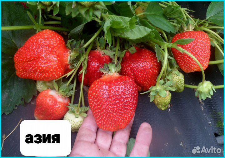 Рвссада клубники