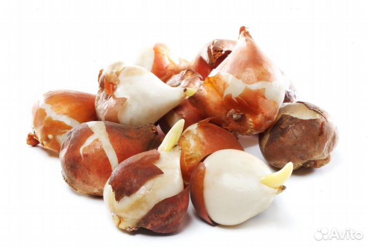 Луковицы тюльпанов оптом